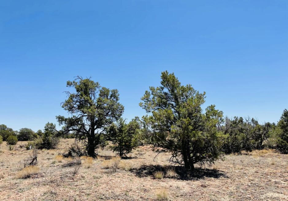 North of 180 - 3515 Picacho Wy, Williams, AZ 86046, USA