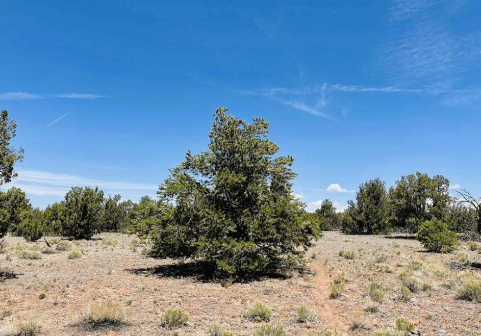 North of 180 - 3515 Picacho Wy, Williams, AZ 86046, USA