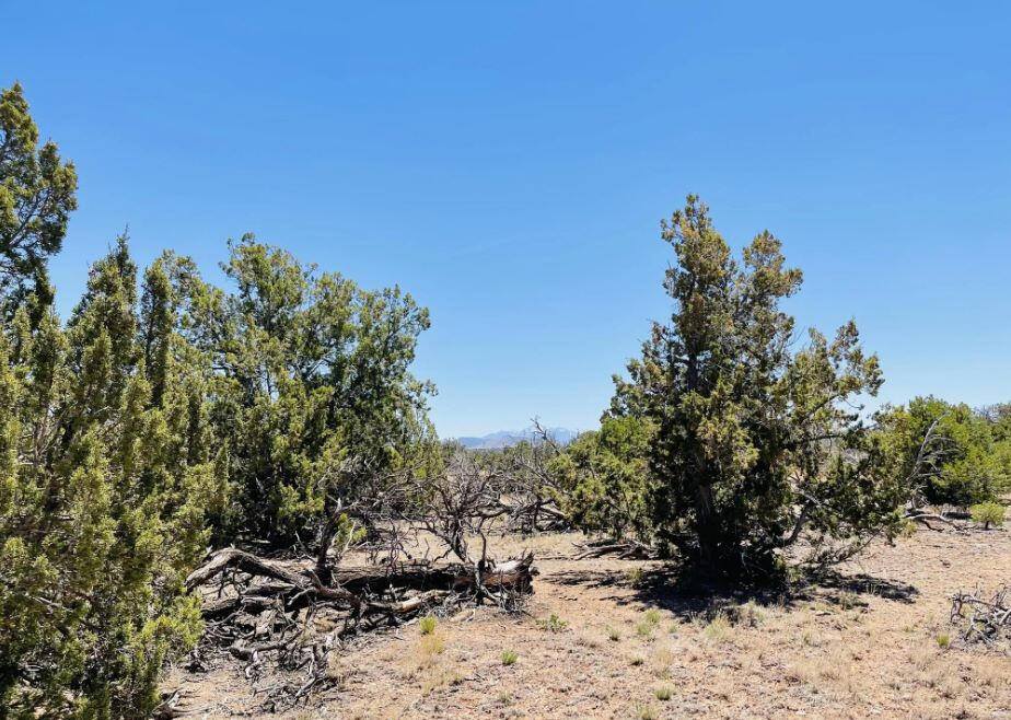 North of 180 - 3515 Picacho Wy, Williams, AZ 86046, USA