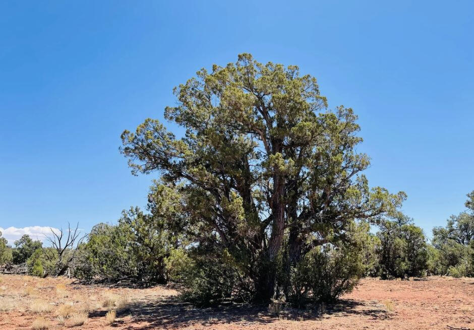 North of 180 - 3515 Picacho Wy, Williams, AZ 86046, USA
